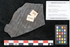 Foto (Objekt + Etikett) von Sigillaria subrotunda Brongniart (NHMW-GEO-2024-0188-11045)